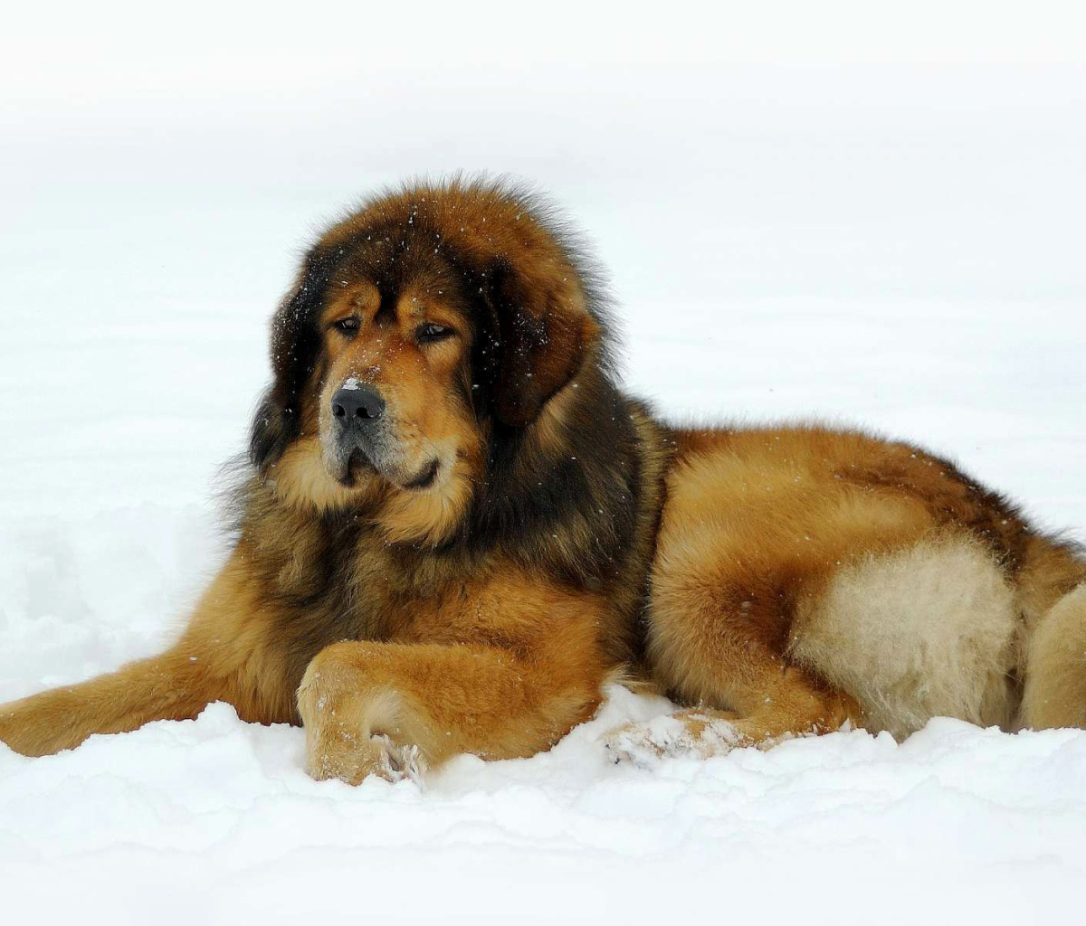 Fondo de pantalla Dog Tibetan Mastiff 1200x1024