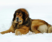 Dog Tibetan Mastiff wallpaper 176x144