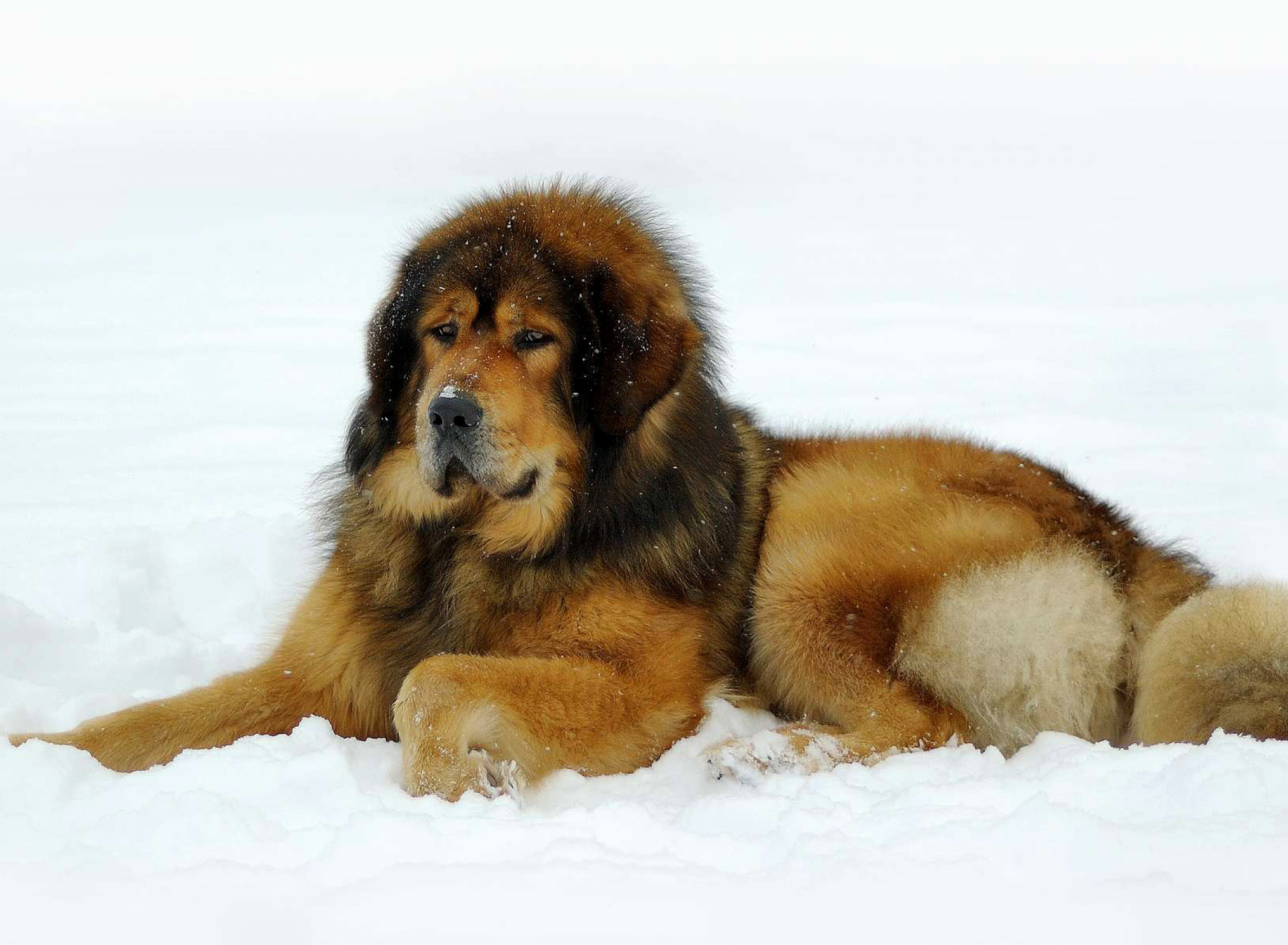 Das Dog Tibetan Mastiff Wallpaper 1920x1408