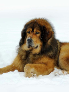 Fondo de pantalla Dog Tibetan Mastiff 240x320