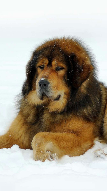 Sfondi Dog Tibetan Mastiff 360x640