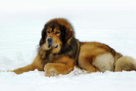Das Dog Tibetan Mastiff Wallpaper 480x320