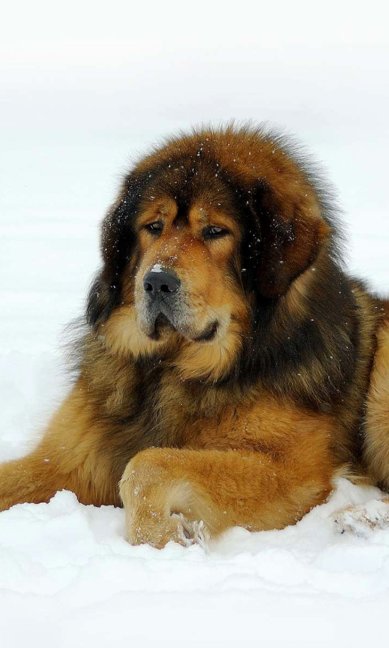 Sfondi Dog Tibetan Mastiff 768x1280