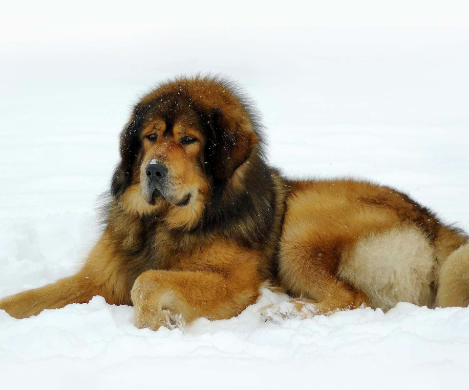 Das Dog Tibetan Mastiff Wallpaper 960x800