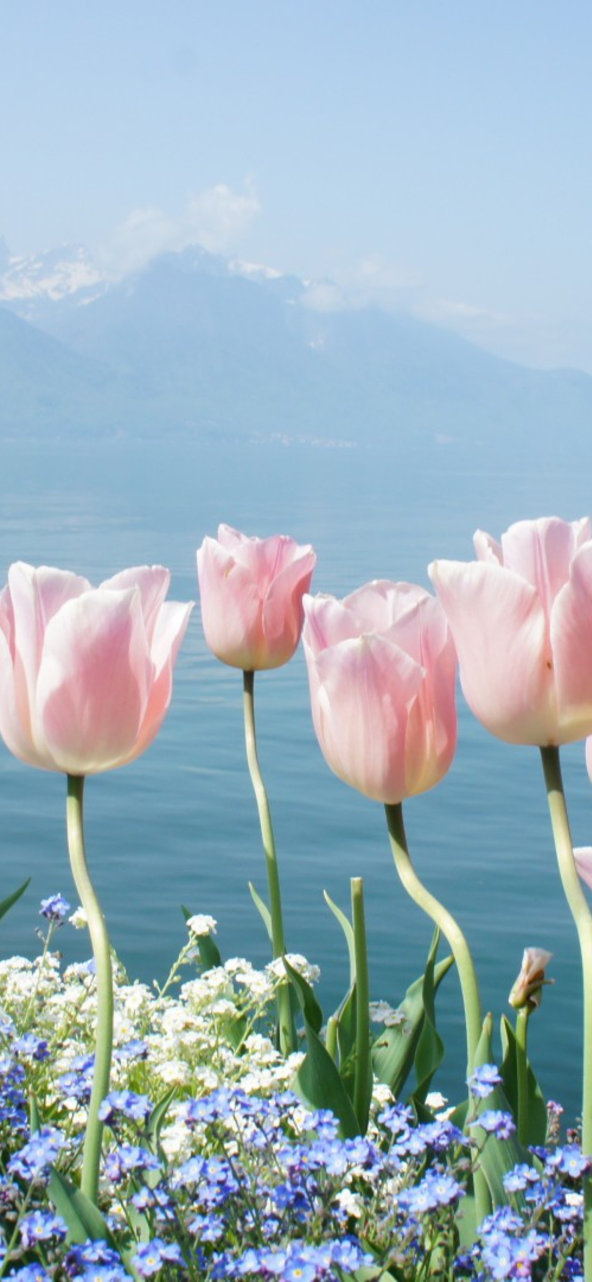 Soft Pink Tulips In Front Of Lake screenshot #1 1170x2532