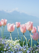 Soft Pink Tulips In Front Of Lake wallpaper 132x176
