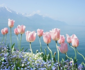 Soft Pink Tulips In Front Of Lake wallpaper 176x144