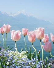 Soft Pink Tulips In Front Of Lake wallpaper 176x220