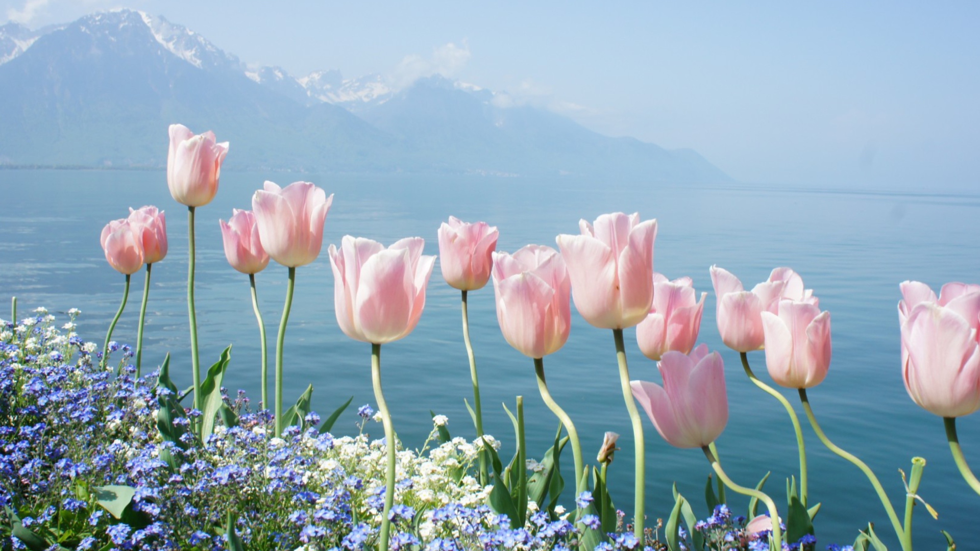 Обои Soft Pink Tulips In Front Of Lake 1920x1080