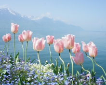 Das Soft Pink Tulips In Front Of Lake Wallpaper 220x176