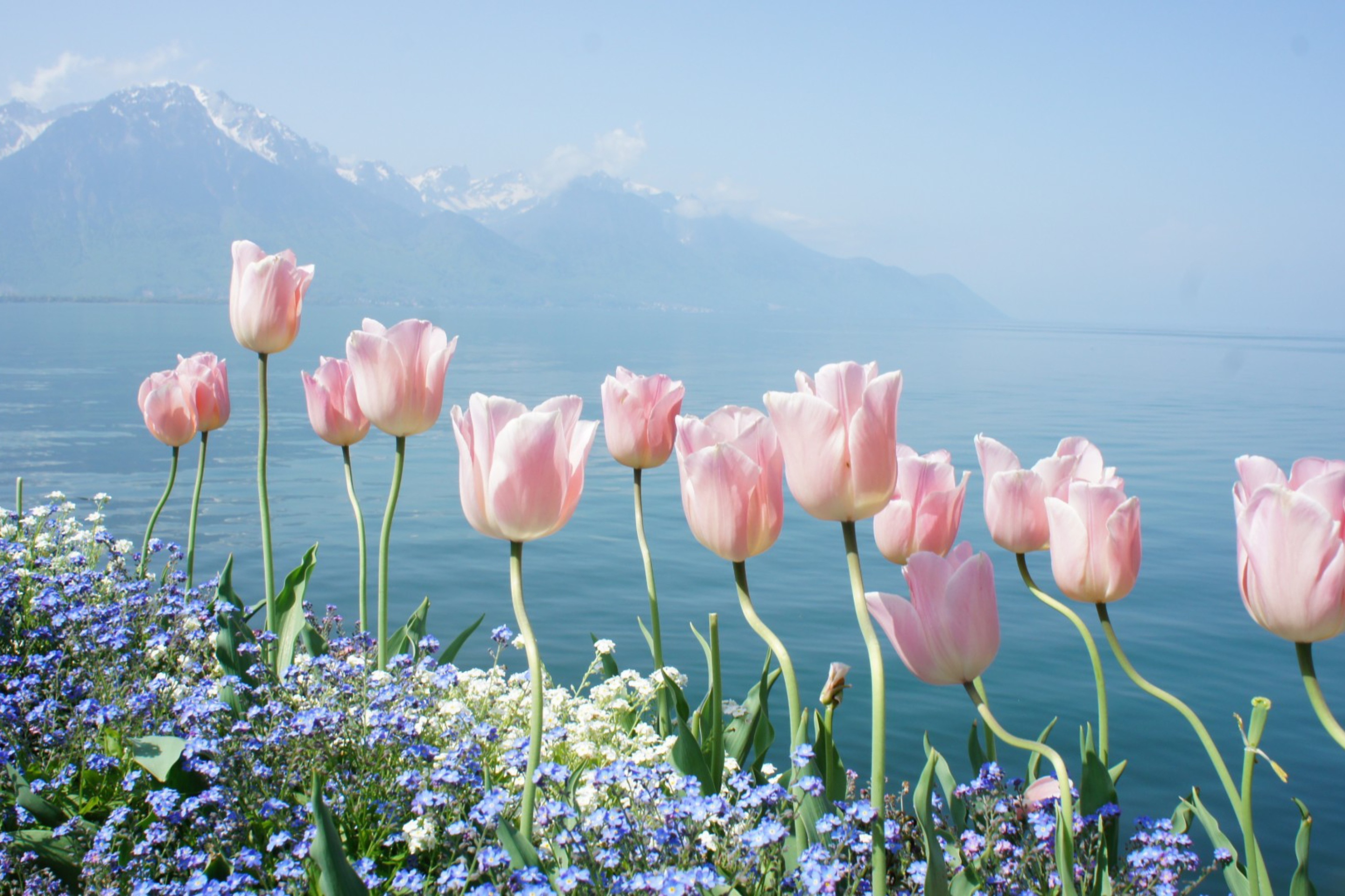 Sfondi Soft Pink Tulips In Front Of Lake 2880x1920