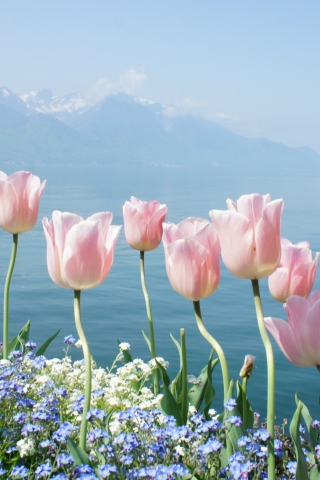 Обои Soft Pink Tulips In Front Of Lake 320x480