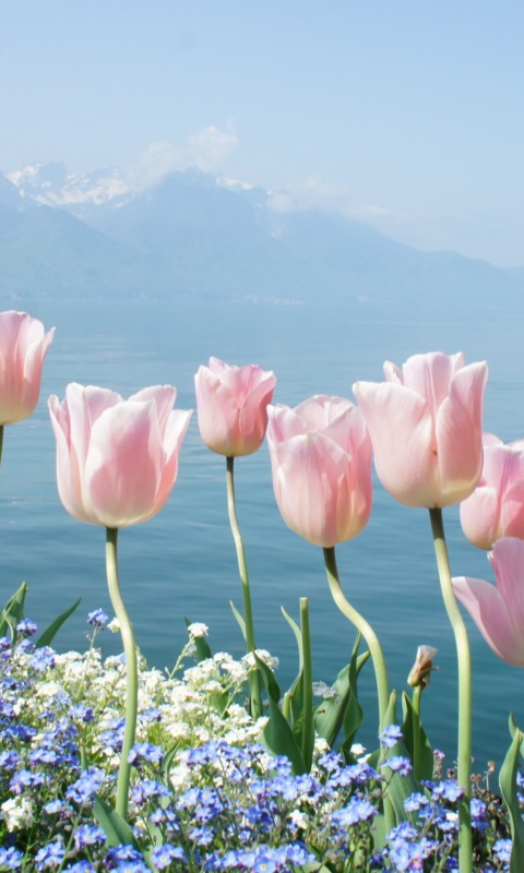 Soft Pink Tulips In Front Of Lake wallpaper 480x800