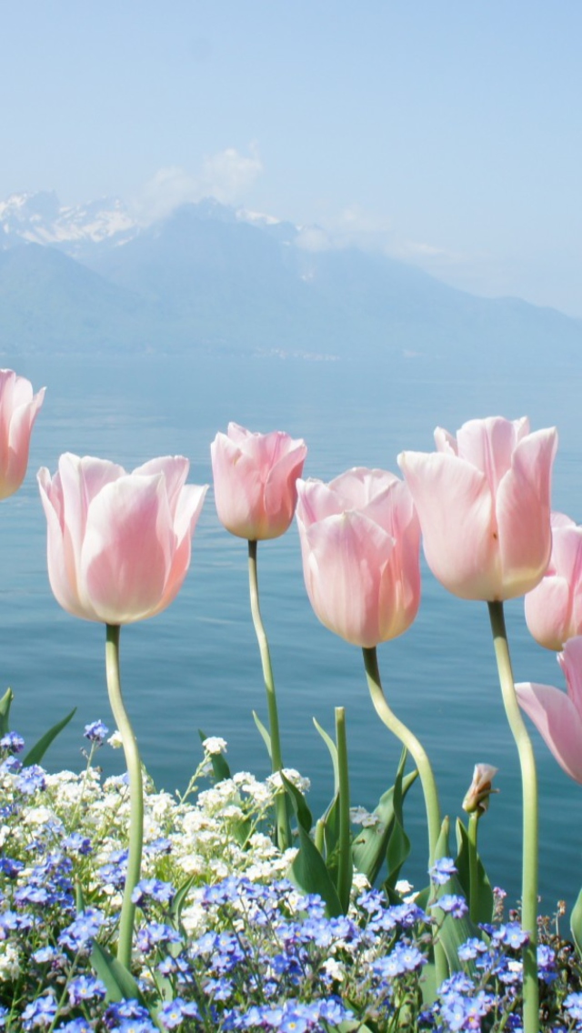 Soft Pink Tulips In Front Of Lake wallpaper 640x1136