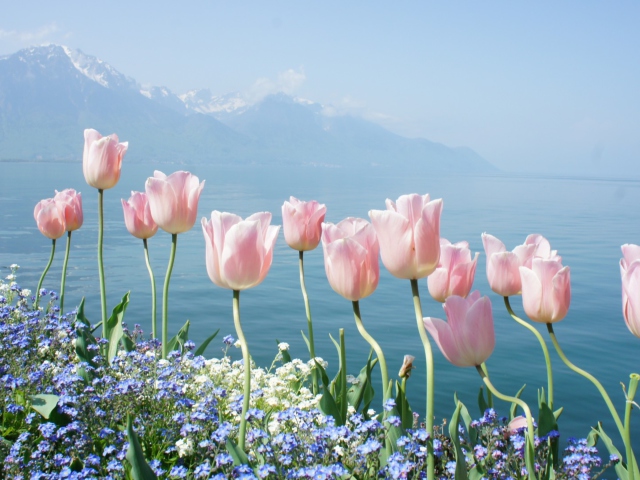 Sfondi Soft Pink Tulips In Front Of Lake 640x480