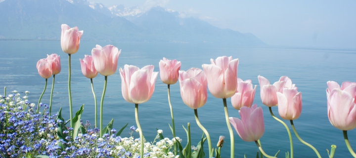 Soft Pink Tulips In Front Of Lake screenshot #1 720x320