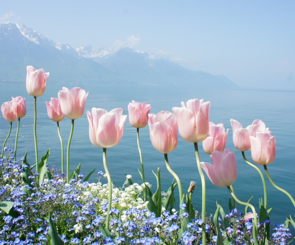 Das Soft Pink Tulips In Front Of Lake Wallpaper 960x800