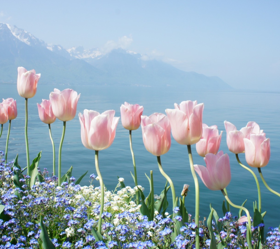 Fondo de pantalla Soft Pink Tulips In Front Of Lake 960x854