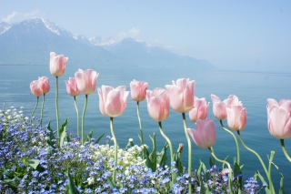 Free Soft Pink Tulips In Front Of Lake Picture for Android, iPhone and iPad