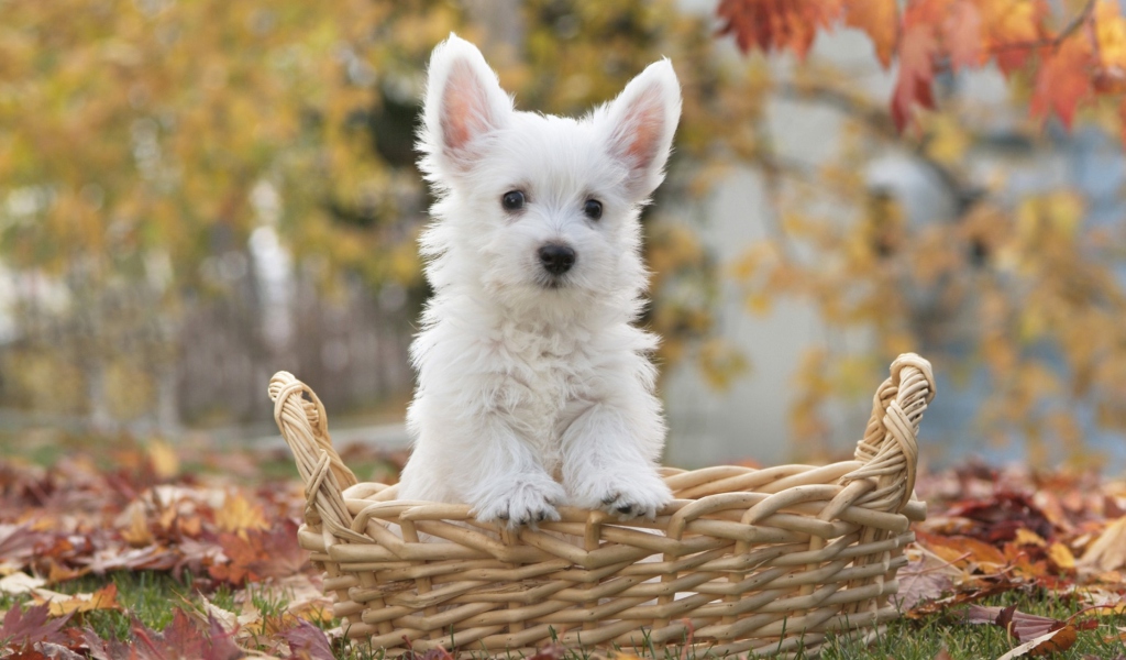Cute Doggy In Basket wallpaper 1024x600