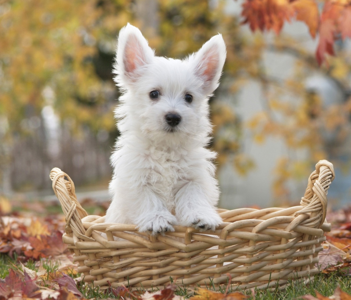 Das Cute Doggy In Basket Wallpaper 1200x1024