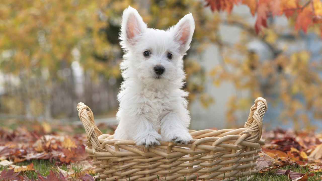 Fondo de pantalla Cute Doggy In Basket 1280x720