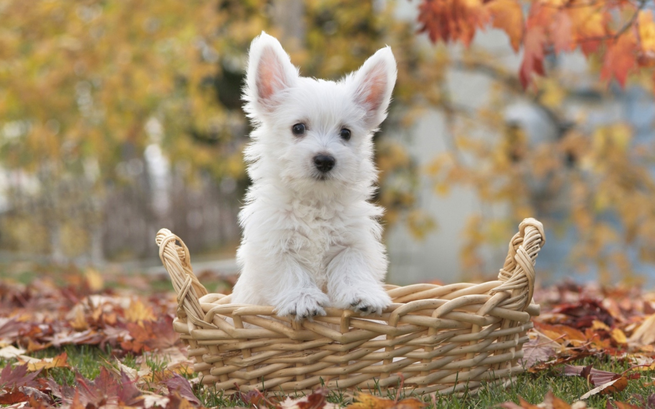 Fondo de pantalla Cute Doggy In Basket 1280x800