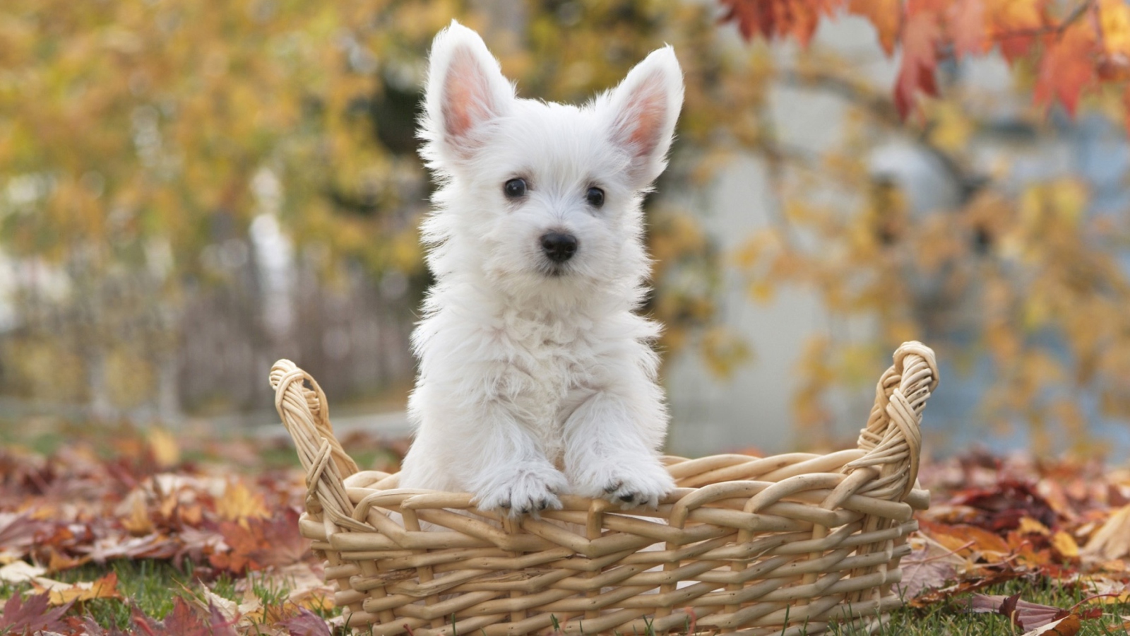 Cute Doggy In Basket wallpaper 1600x900