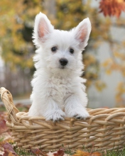 Cute Doggy In Basket screenshot #1 176x220