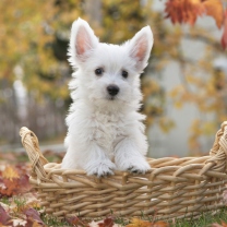 Das Cute Doggy In Basket Wallpaper 208x208