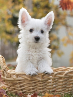Cute Doggy In Basket wallpaper 240x320