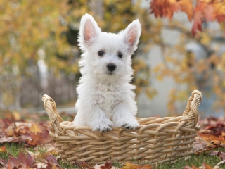 Cute Doggy In Basket wallpaper 320x240