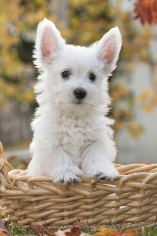 Das Cute Doggy In Basket Wallpaper 320x480