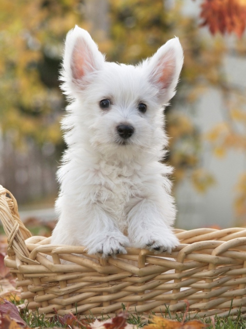 Das Cute Doggy In Basket Wallpaper 480x640