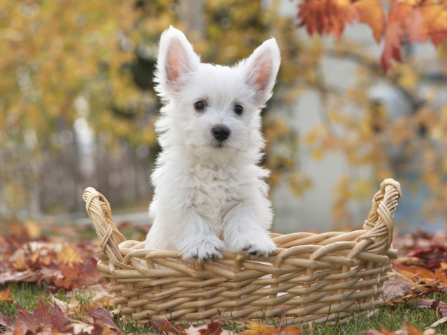 Cute Doggy In Basket wallpaper 640x480