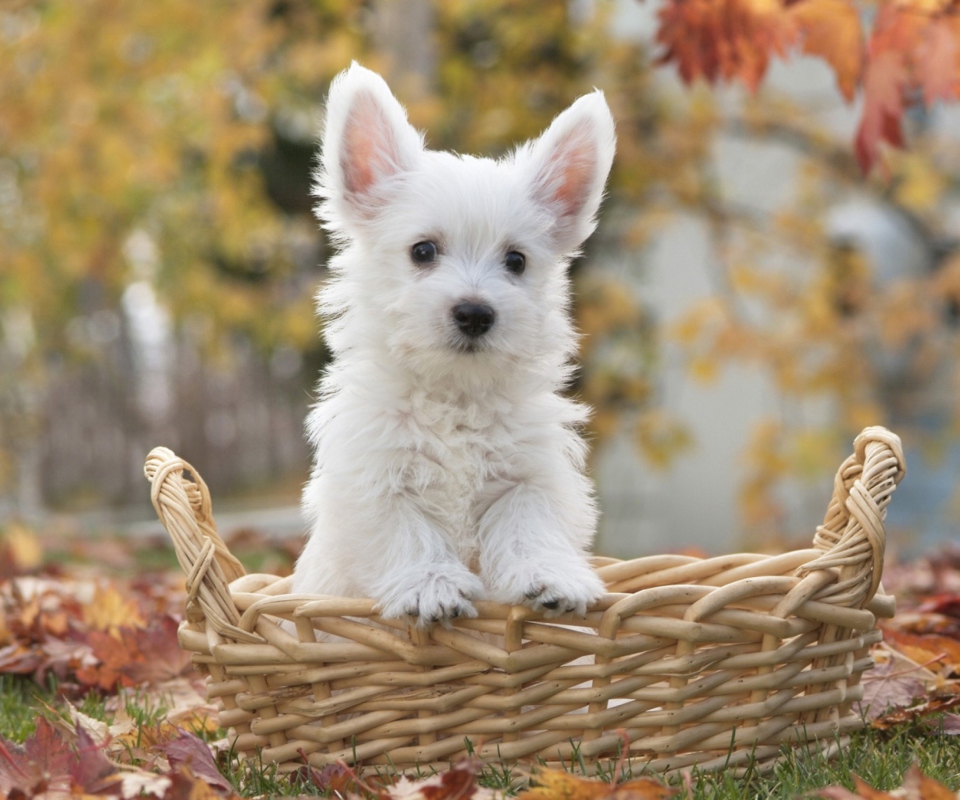 Cute Doggy In Basket wallpaper 960x800