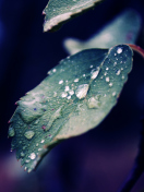 Sfondi Rain Drops On Leaves 132x176