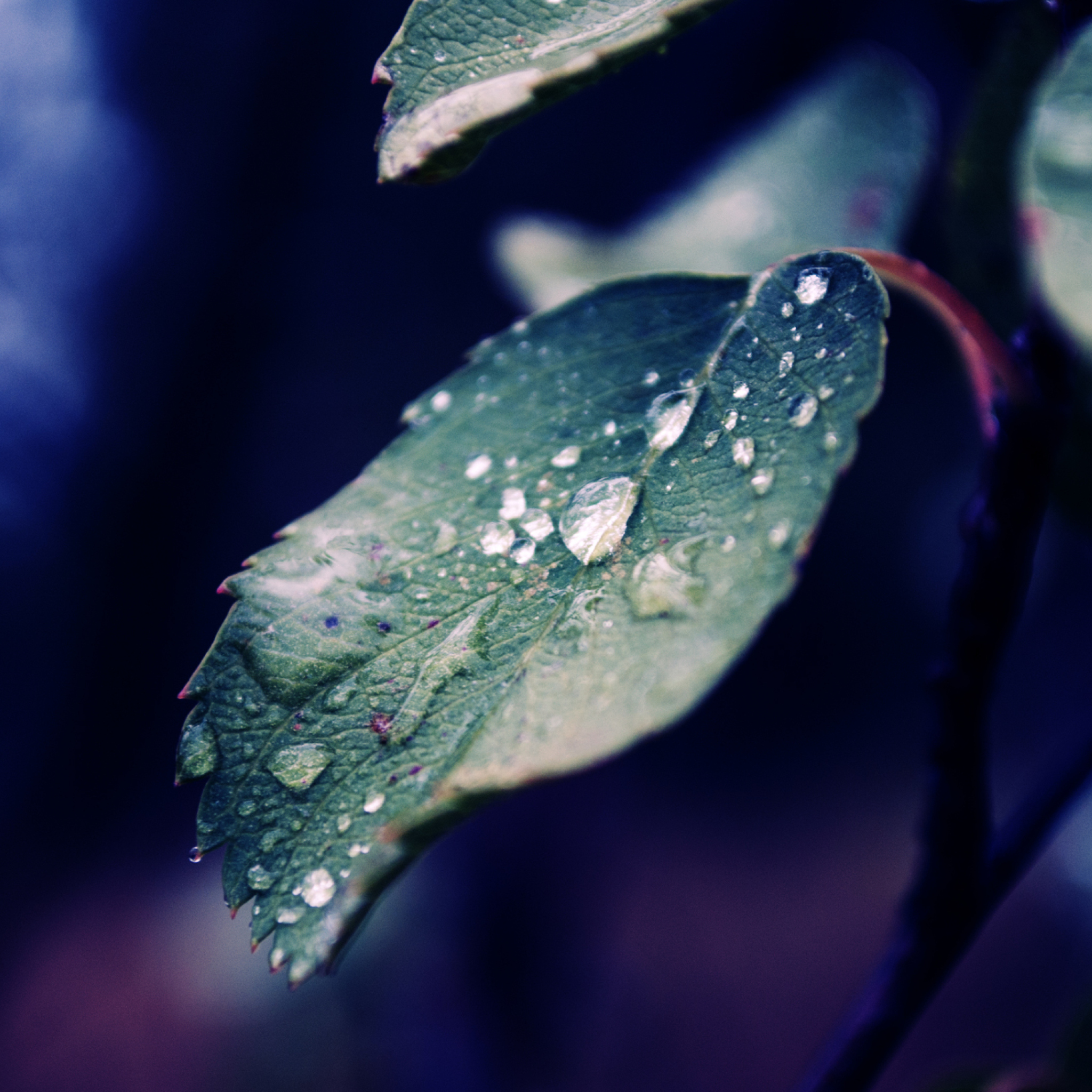 Sfondi Rain Drops On Leaves 2048x2048