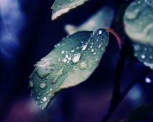 Обои Rain Drops On Leaves 220x176
