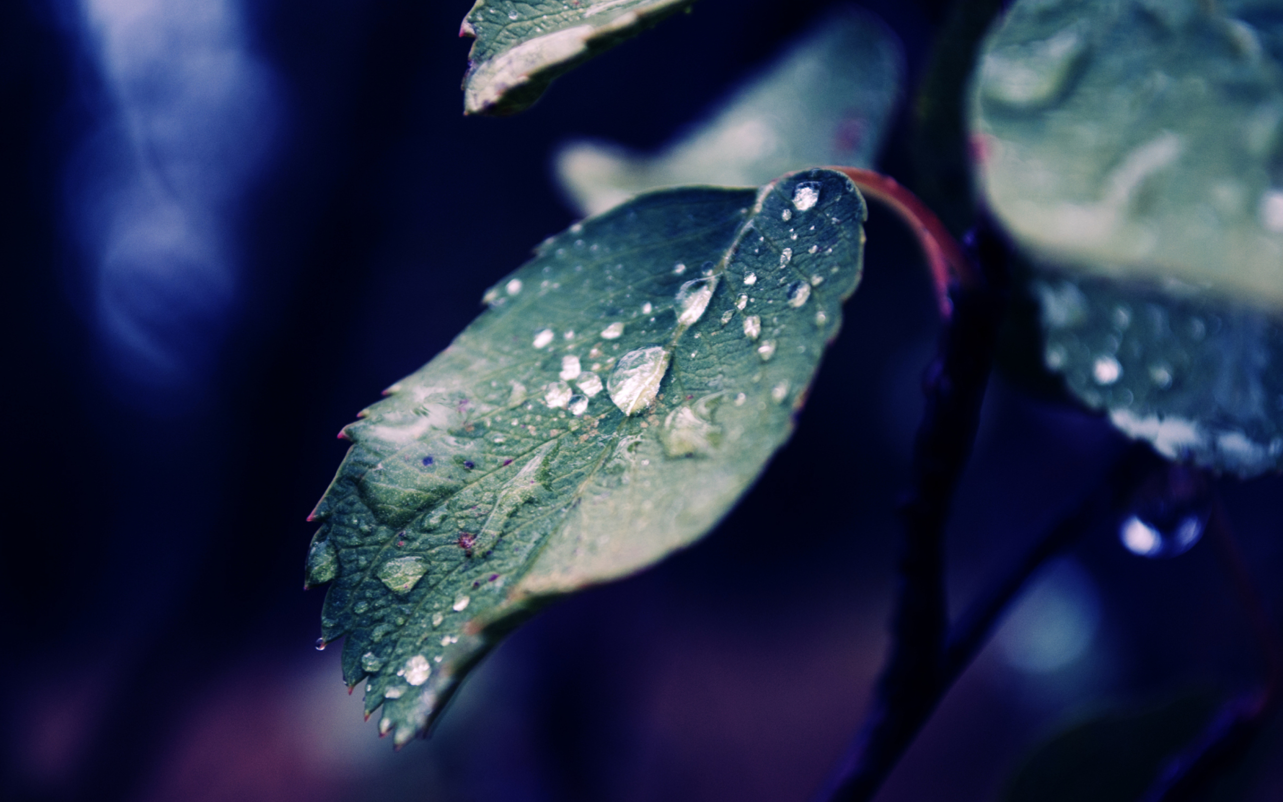 Fondo de pantalla Rain Drops On Leaves 2560x1600