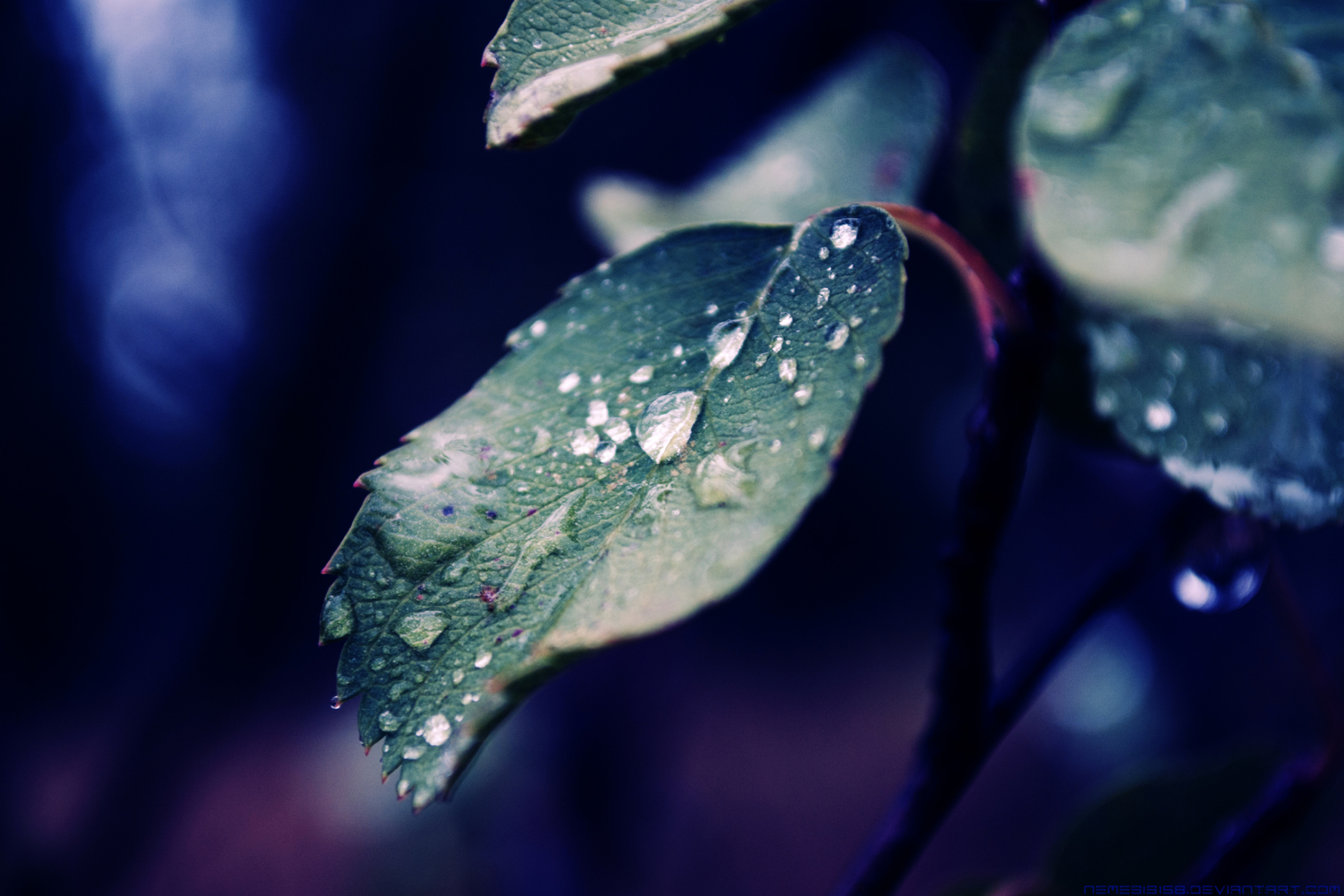 Fondo de pantalla Rain Drops On Leaves 2880x1920