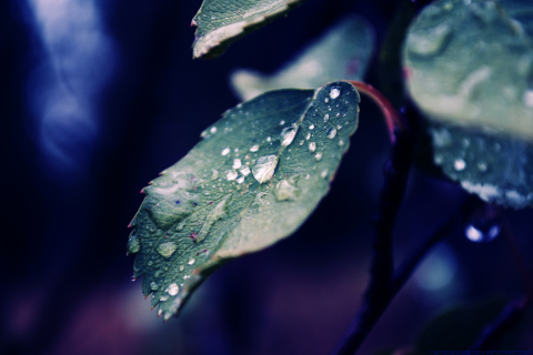 Sfondi Rain Drops On Leaves 480x320