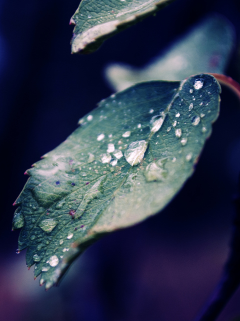 Screenshot №1 pro téma Rain Drops On Leaves 480x640