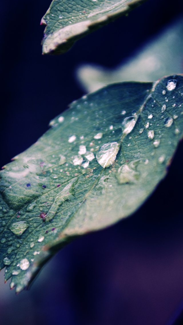 Обои Rain Drops On Leaves 640x1136