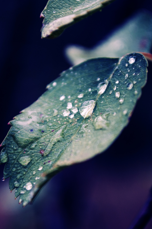 Screenshot №1 pro téma Rain Drops On Leaves 640x960