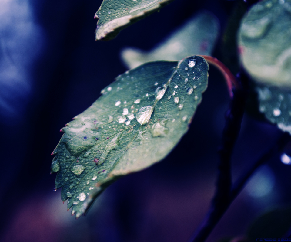 Fondo de pantalla Rain Drops On Leaves 960x800
