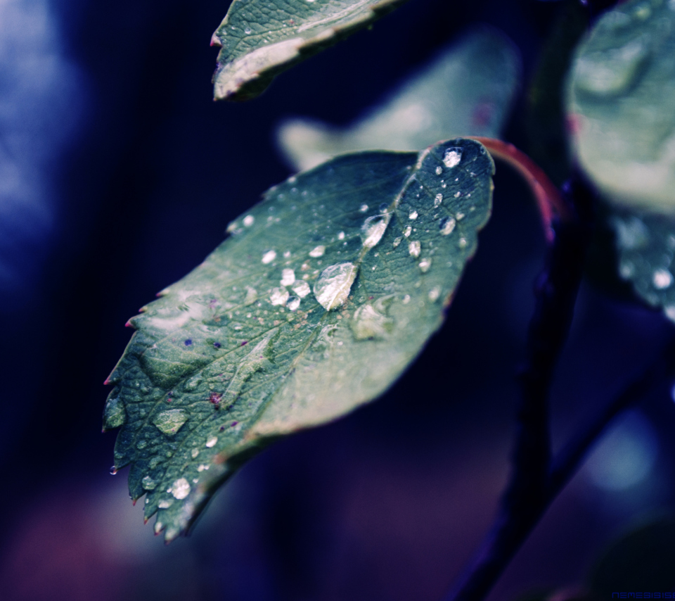 Обои Rain Drops On Leaves 960x854