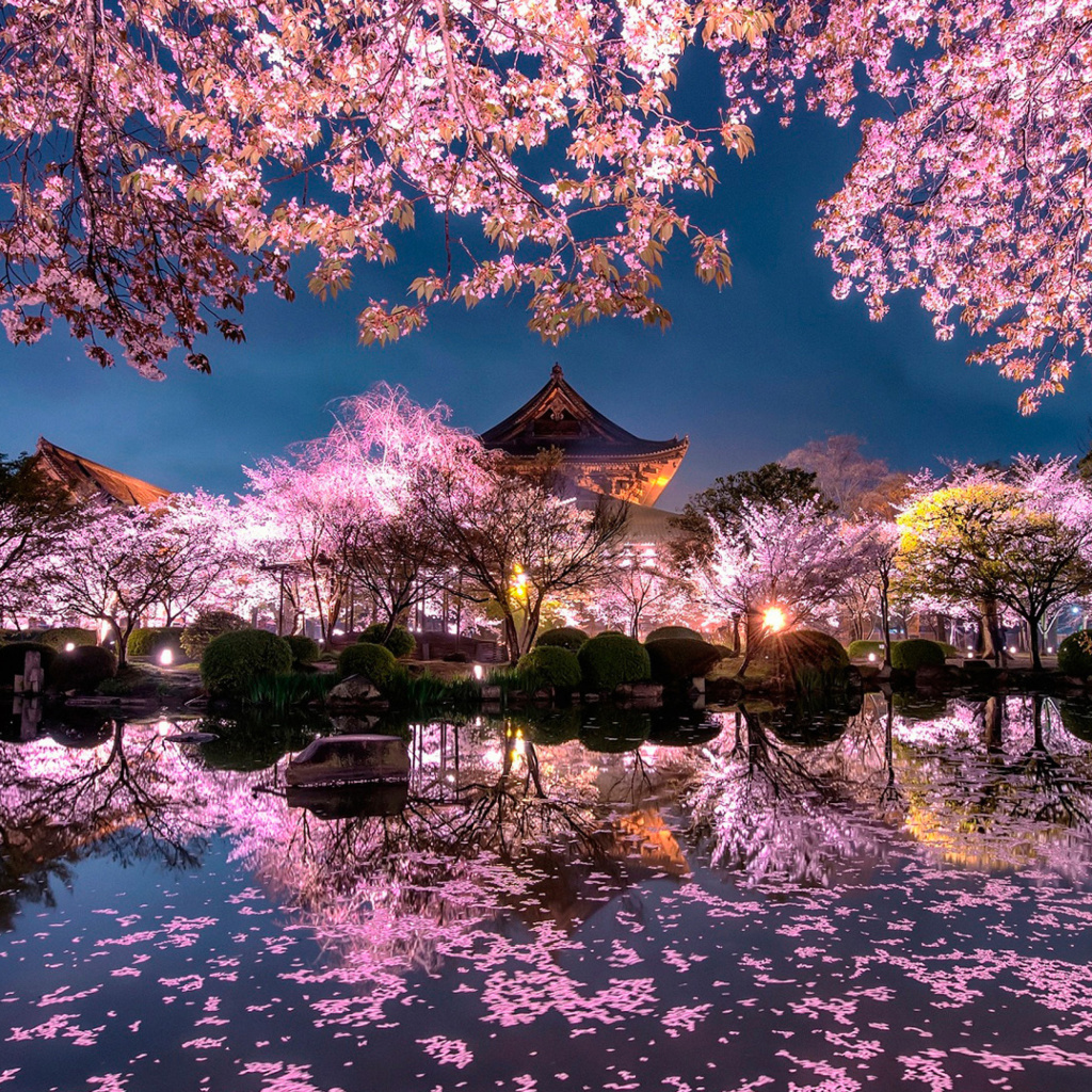 Das Japan Cherry Blossom Forecast Wallpaper 1024x1024