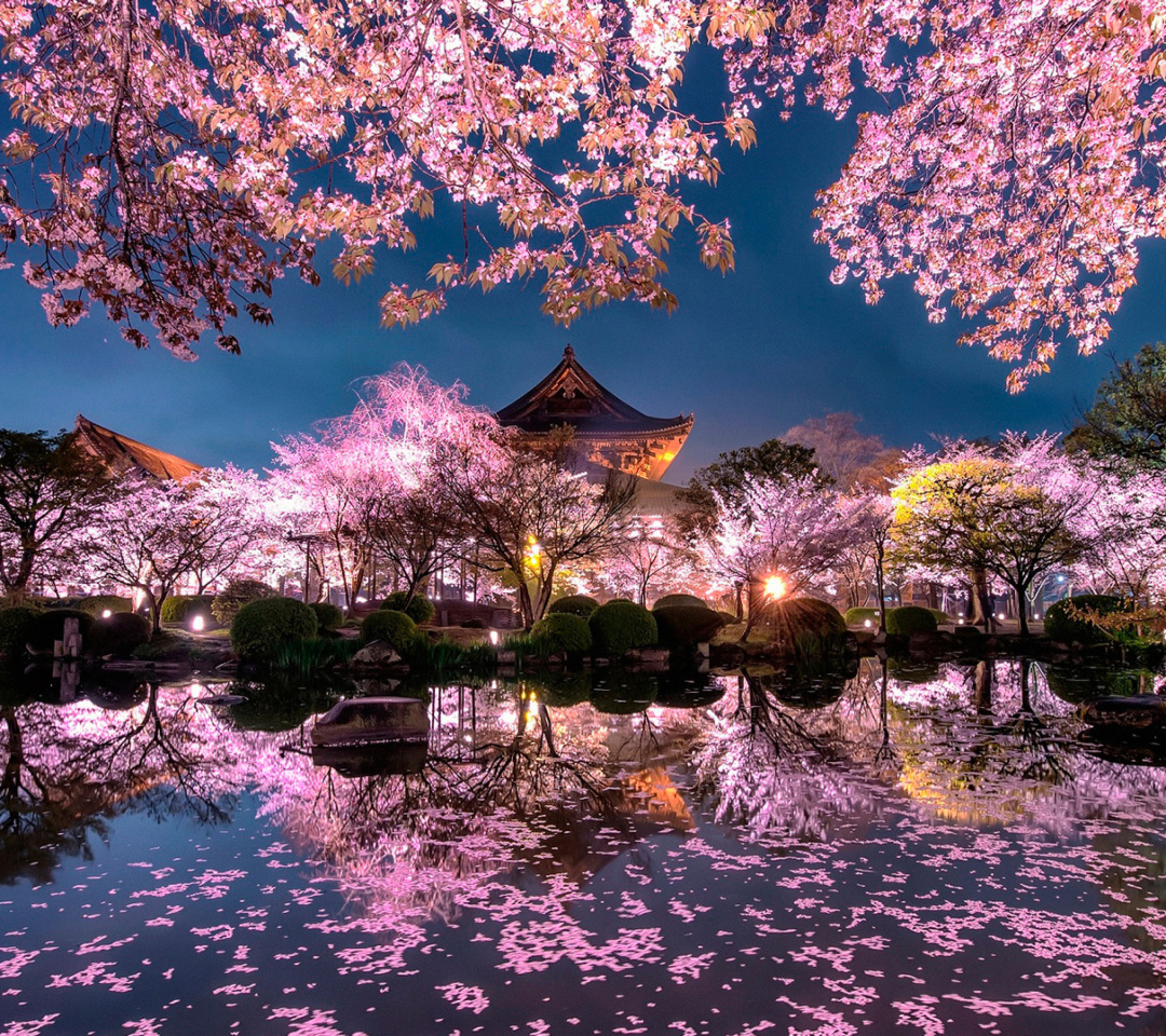 Fondo de pantalla Japan Cherry Blossom Forecast 1080x960