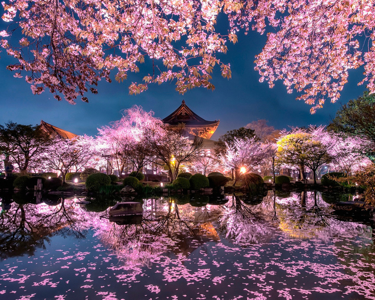 Fondo de pantalla Japan Cherry Blossom Forecast 1280x1024